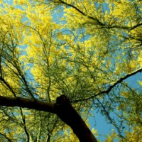 shadetreelarge